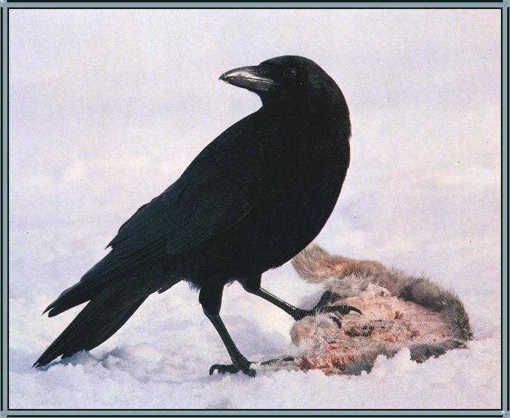 To Birth Totem Crow