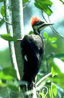 To Birth Totem Woodpecker